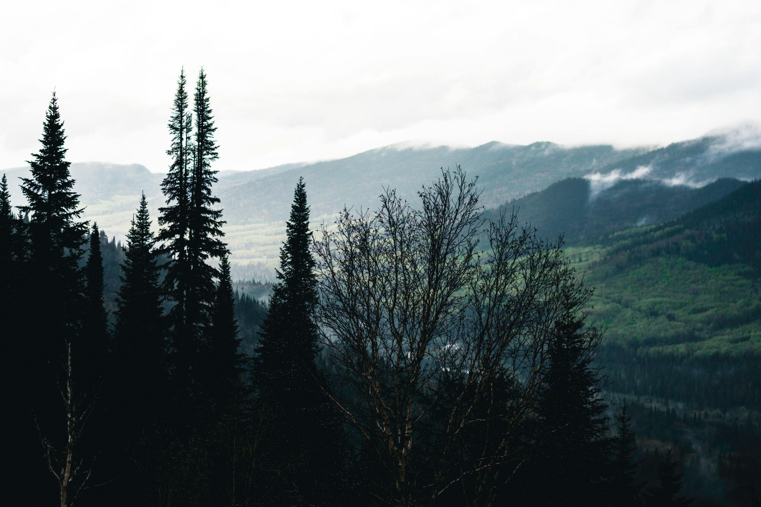 Формирование и оценка метапредметных умений. Метаредметная олимпиада для учителей.