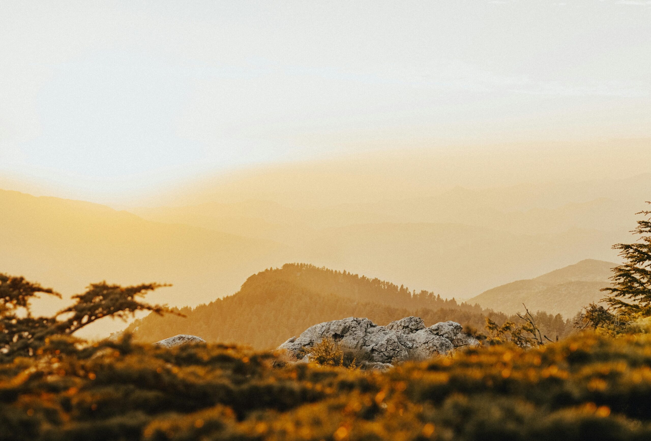 Центральный